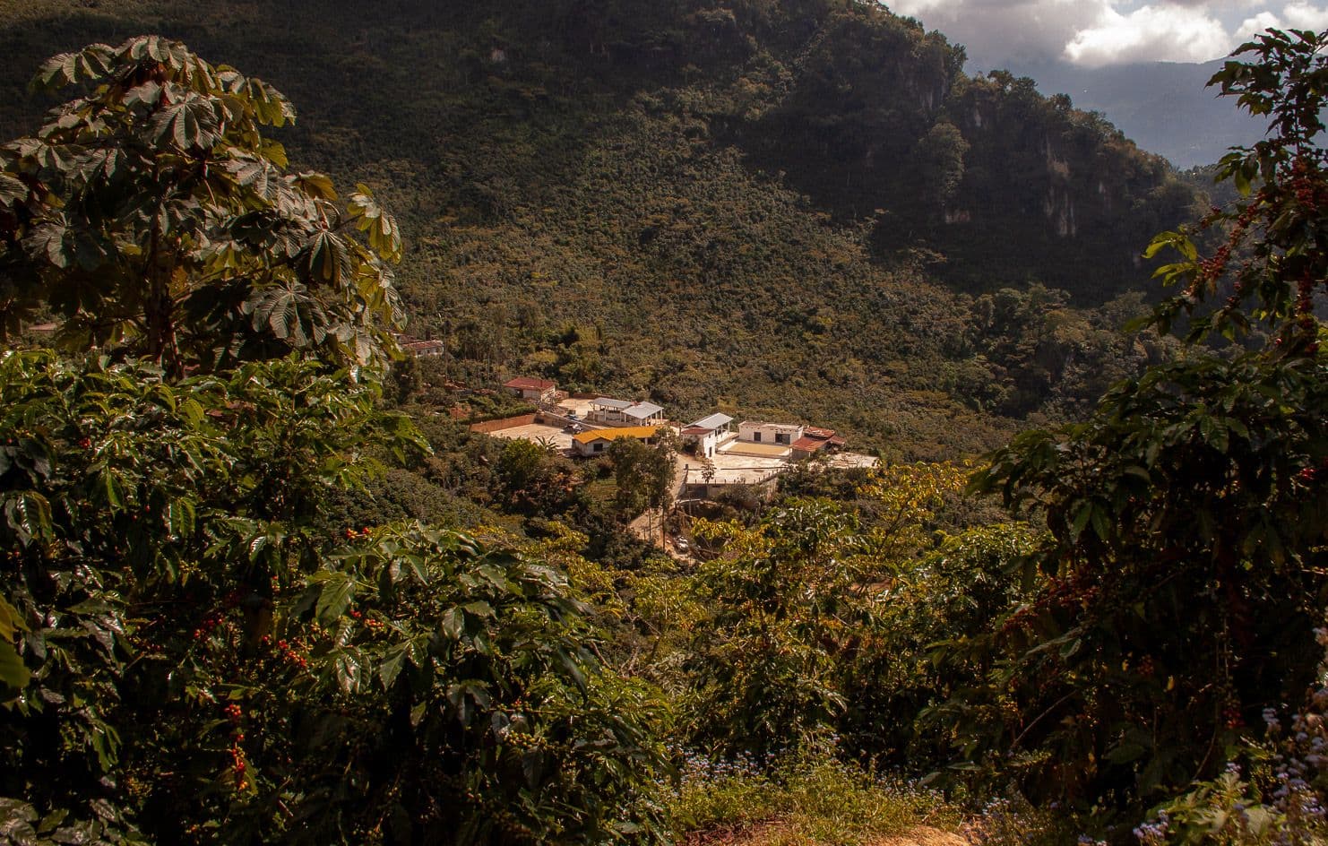 Image of Finca Los Laureles II