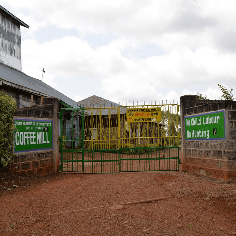 Image of Gatugi AA - Nyeri