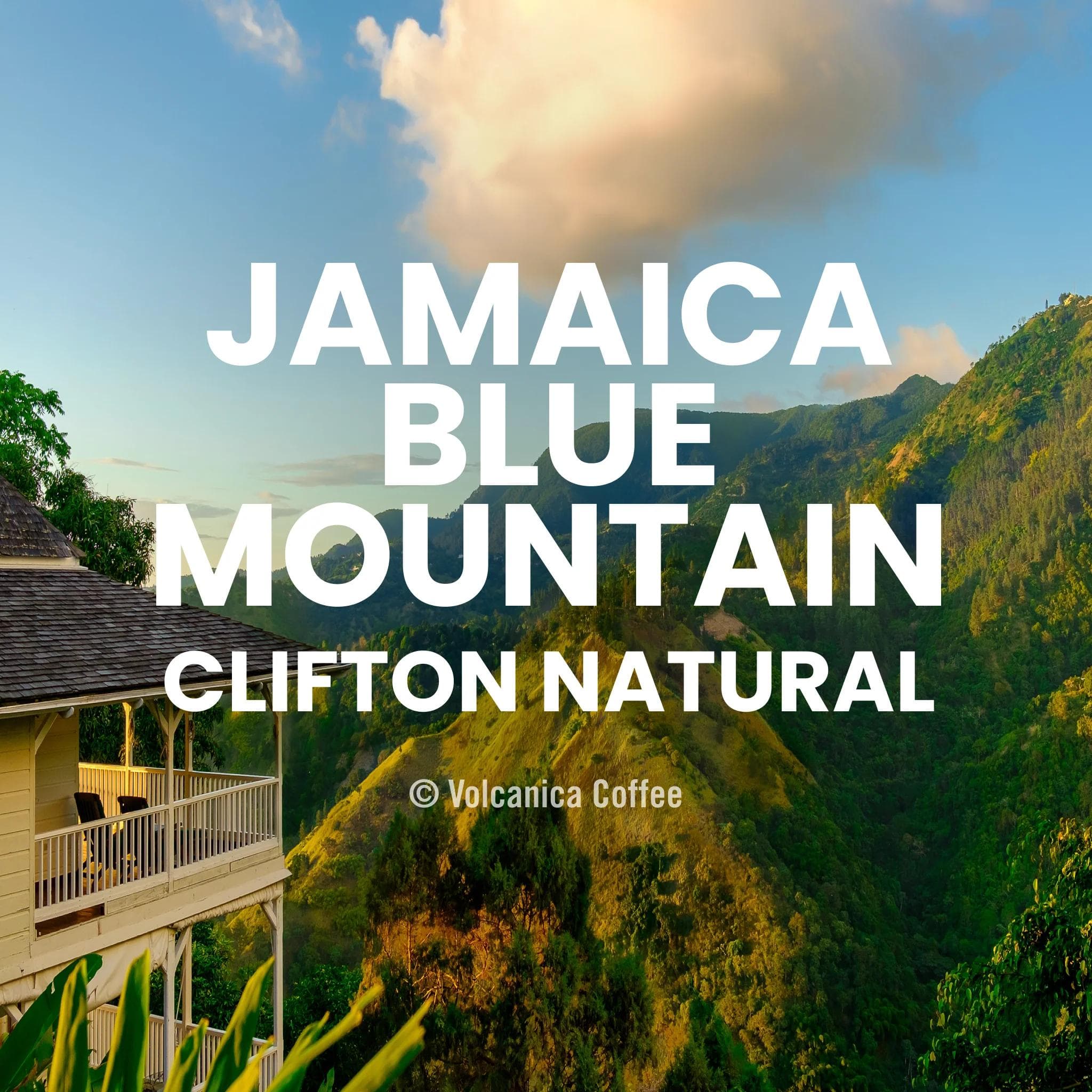 Image of Jamaican Blue Mountain Natural Process Coffee - Clifton Mount Estate