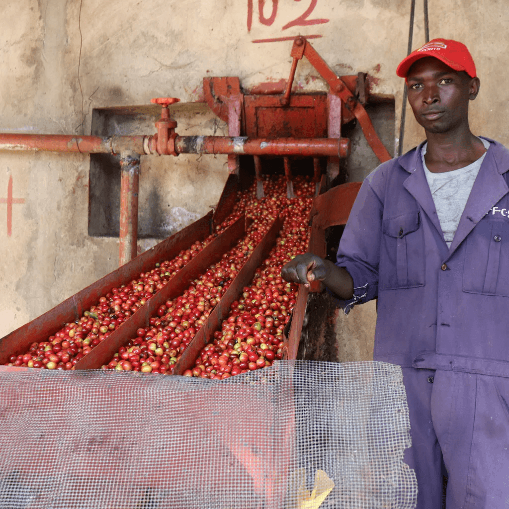 Image of AB Ndunduri 028 - Embu