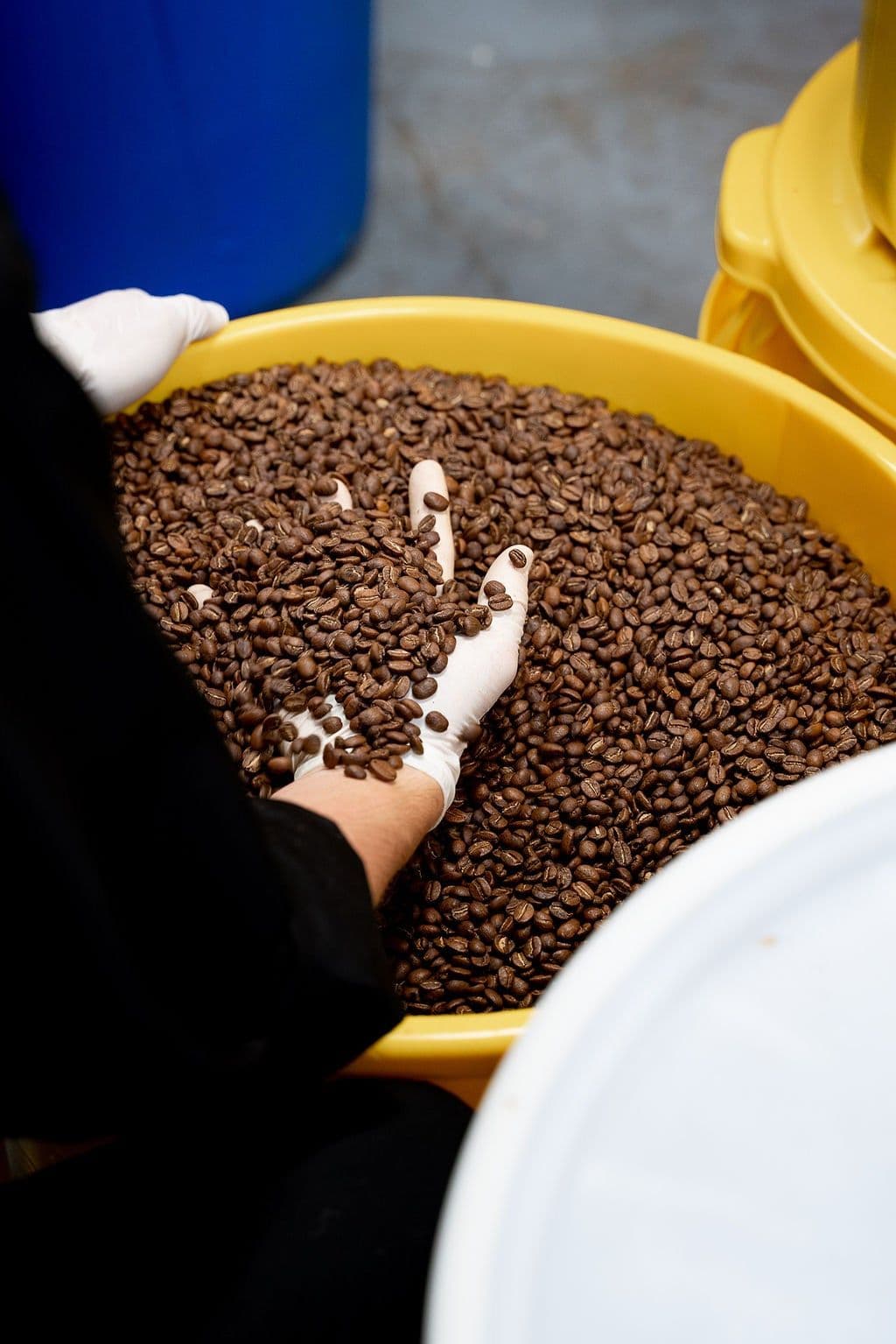 Image of Brazil Sertao Guilherme Catuai Washed