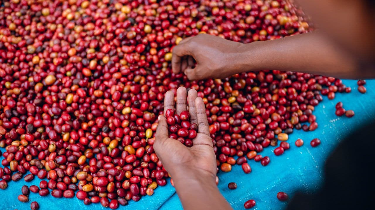 Image of Rwanda Vunga Women Producers
