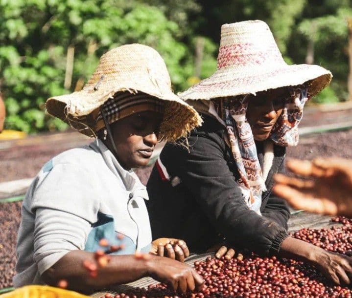 Image of Ethiopia Guji Shakisso Suke Quto Natural Swiss Water Decaf