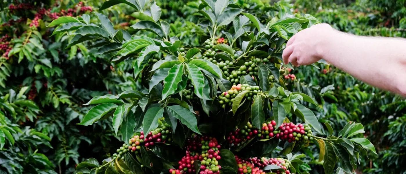 Image of Ecuador Los Planes  Bracaromos Auction #1