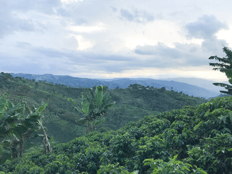 Image of Colombia Buffoon Pink Bourbon Natural