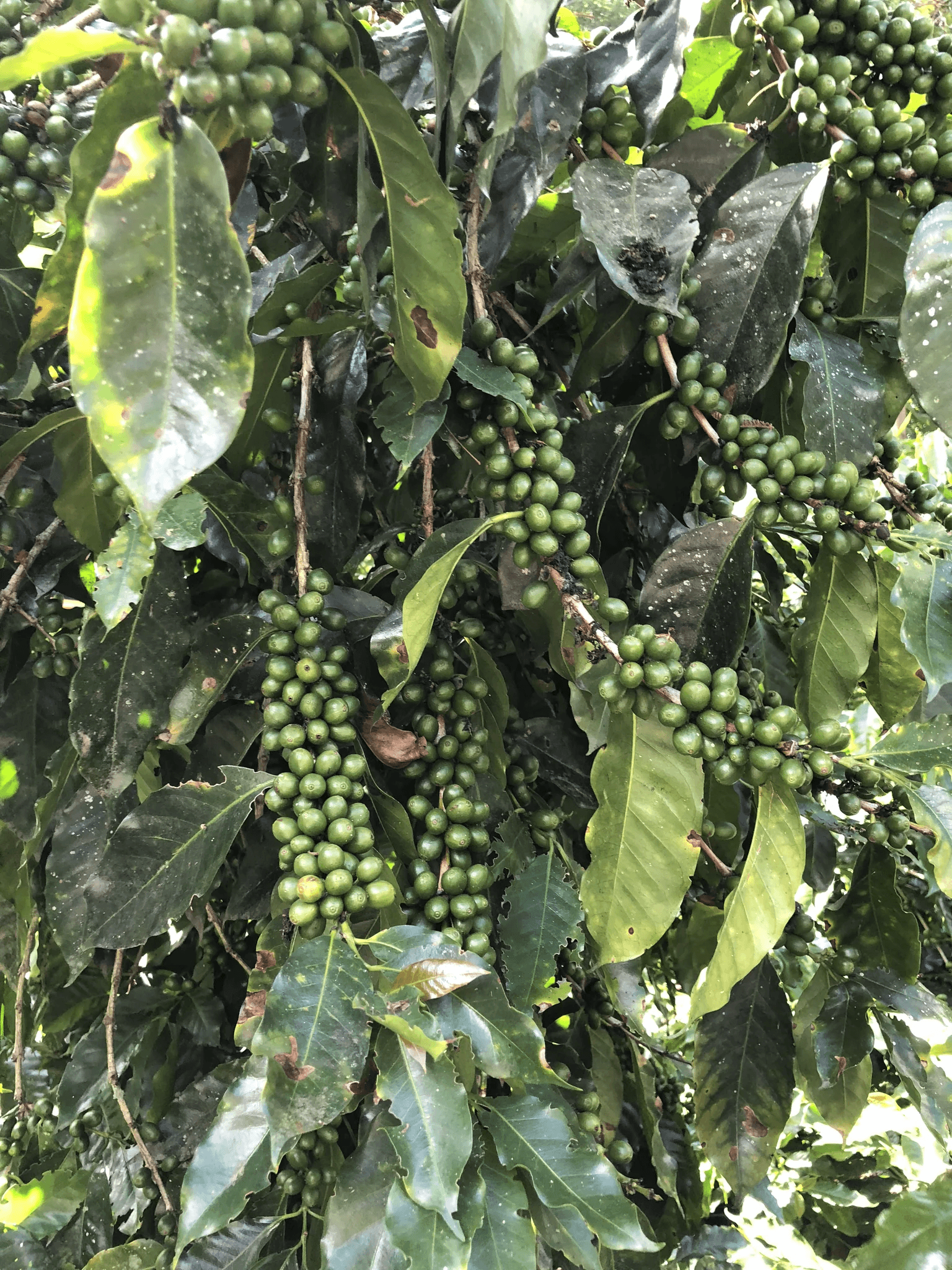 Image of Peru Incawasi Natural