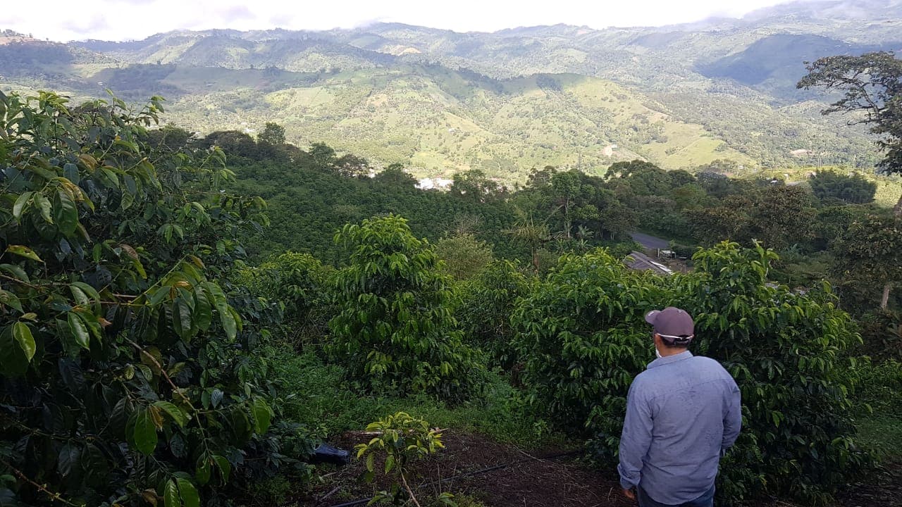 Image of Ecuador Finca Vallejito