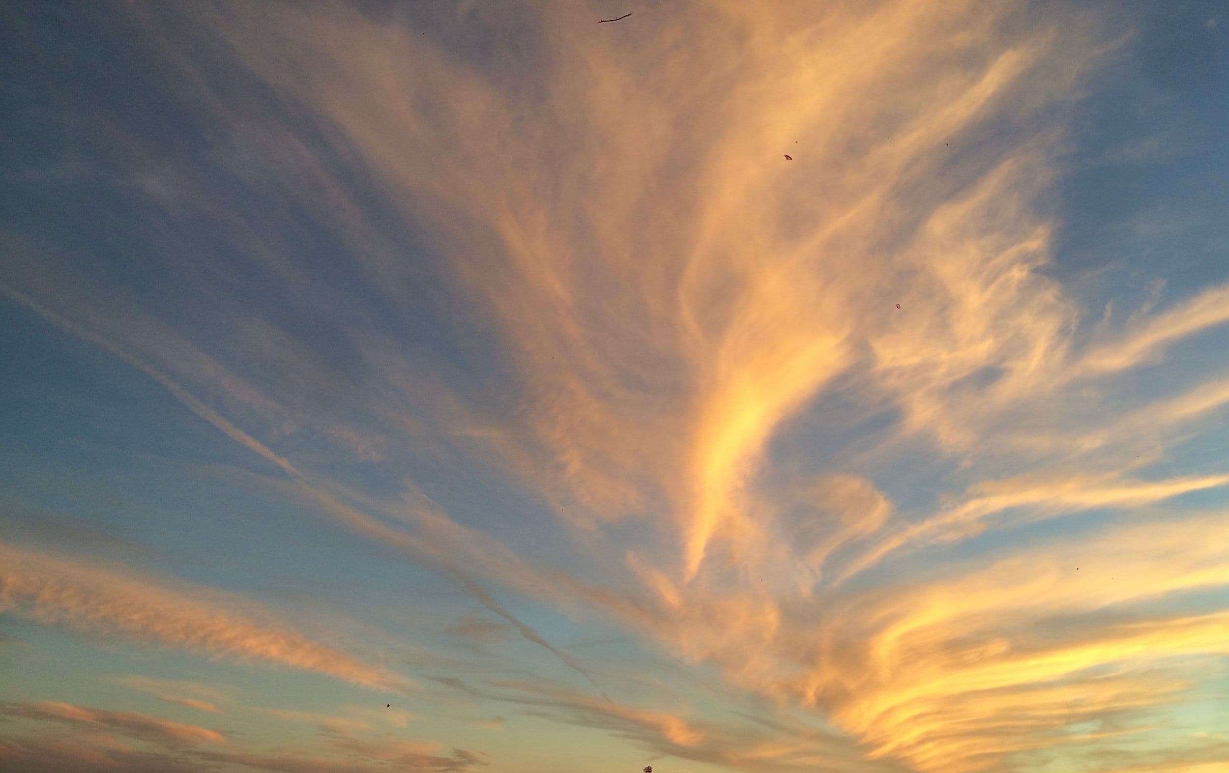 Image of Icebear Espresso