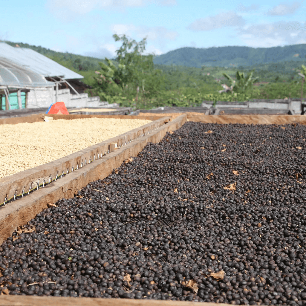 Image of Team Pegasing 48H Anaerobic Natural - Pegasing