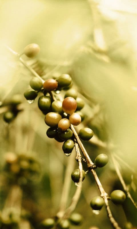 Image of Las Acacias