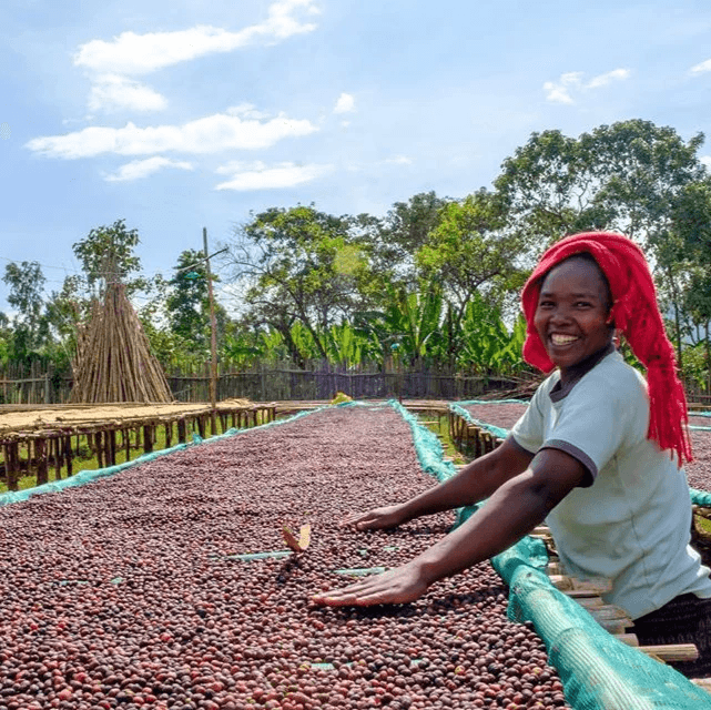 Image of Daniso Horsa Natural Lot 447 - Shantawene Sidama