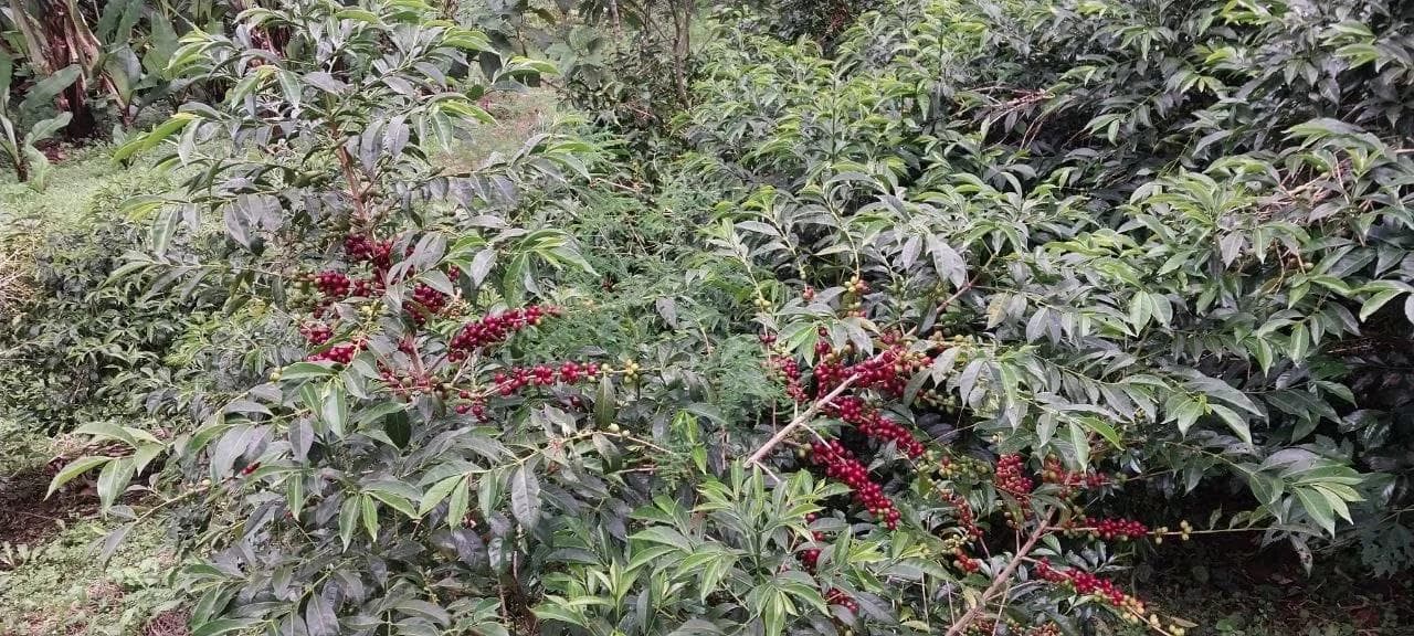 Image of Goro Muda Ethiopia