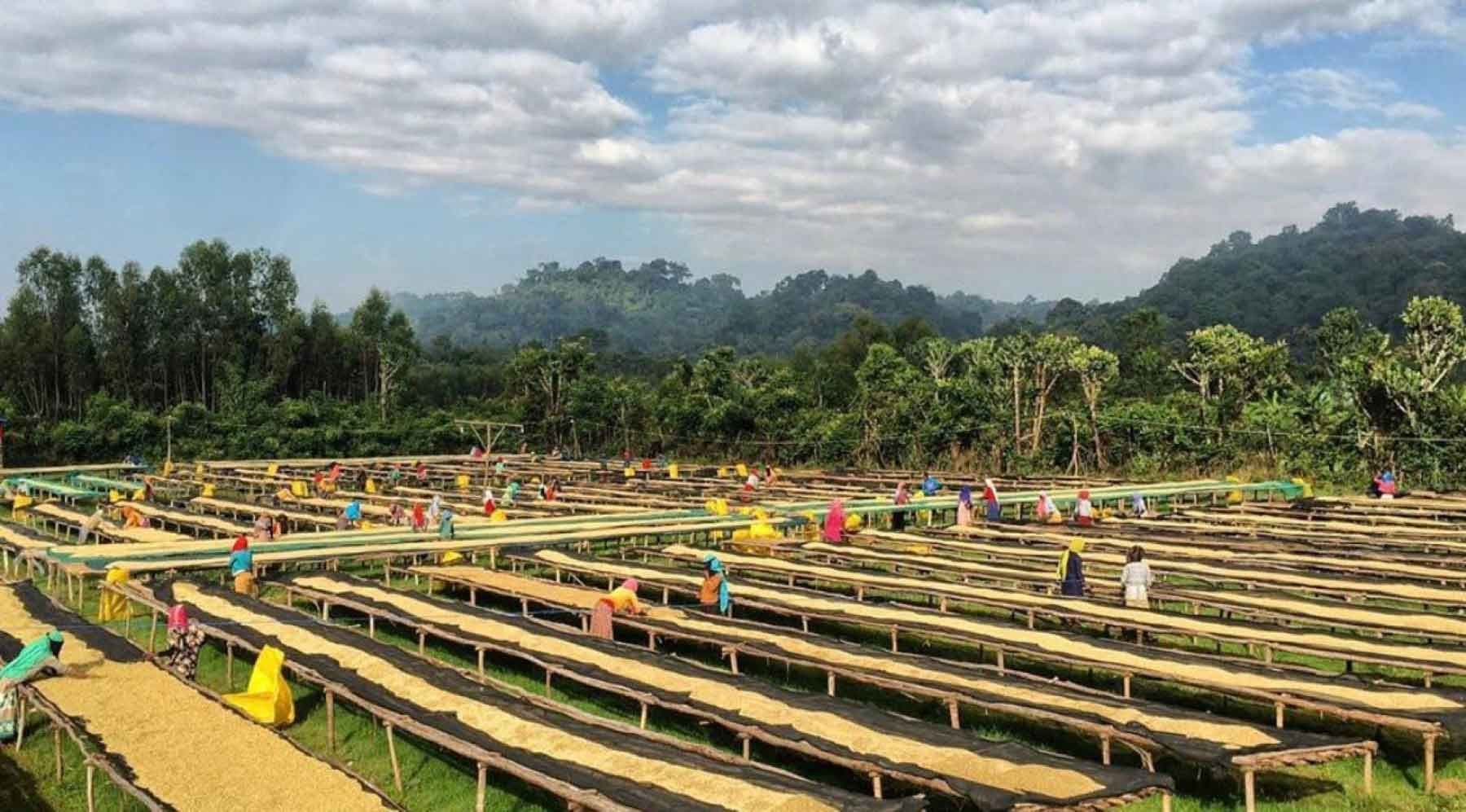 Image of Ethiopia Kecho Anderacha