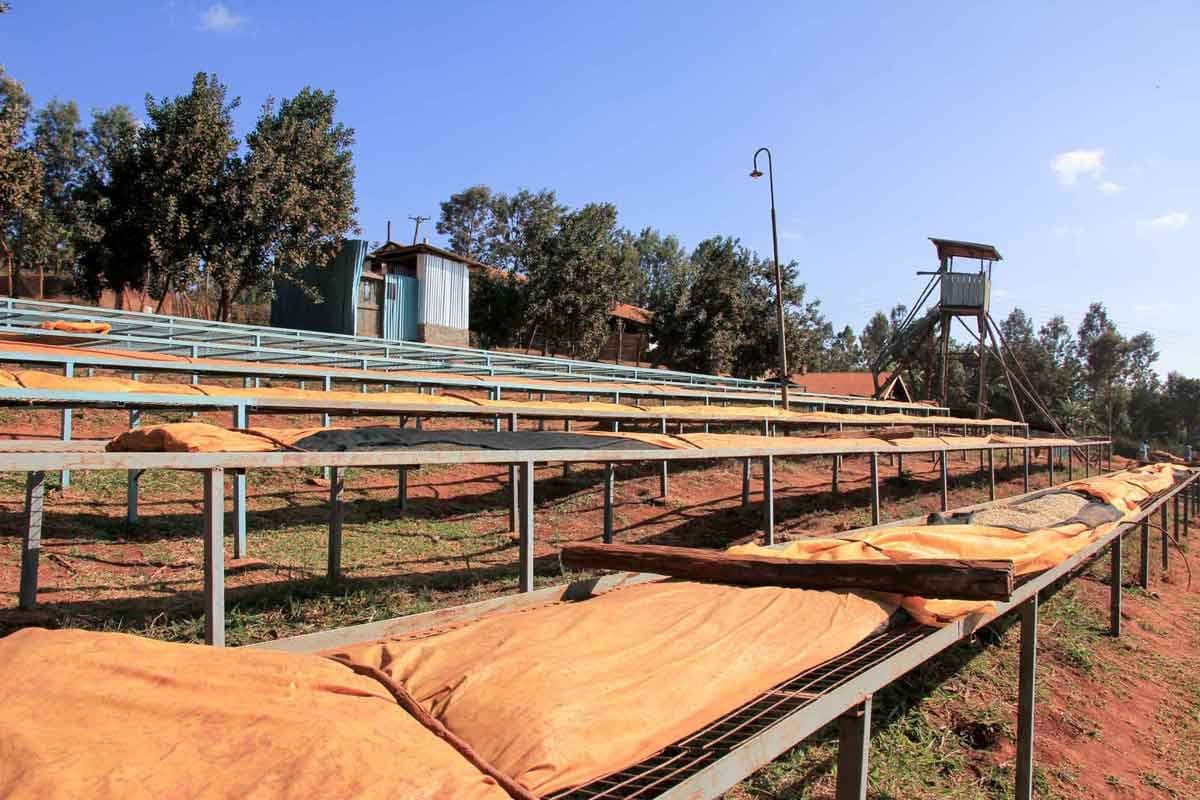 Image of Kenya Kathakwa  Aa