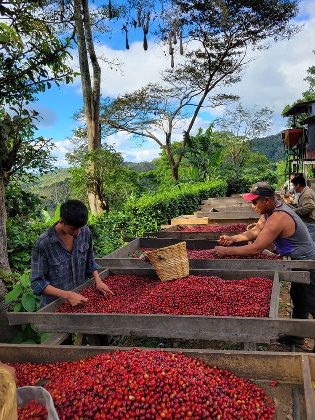 Image of Finca Las Hortensias Marsellesa Natural Anaerobic Nicaragua