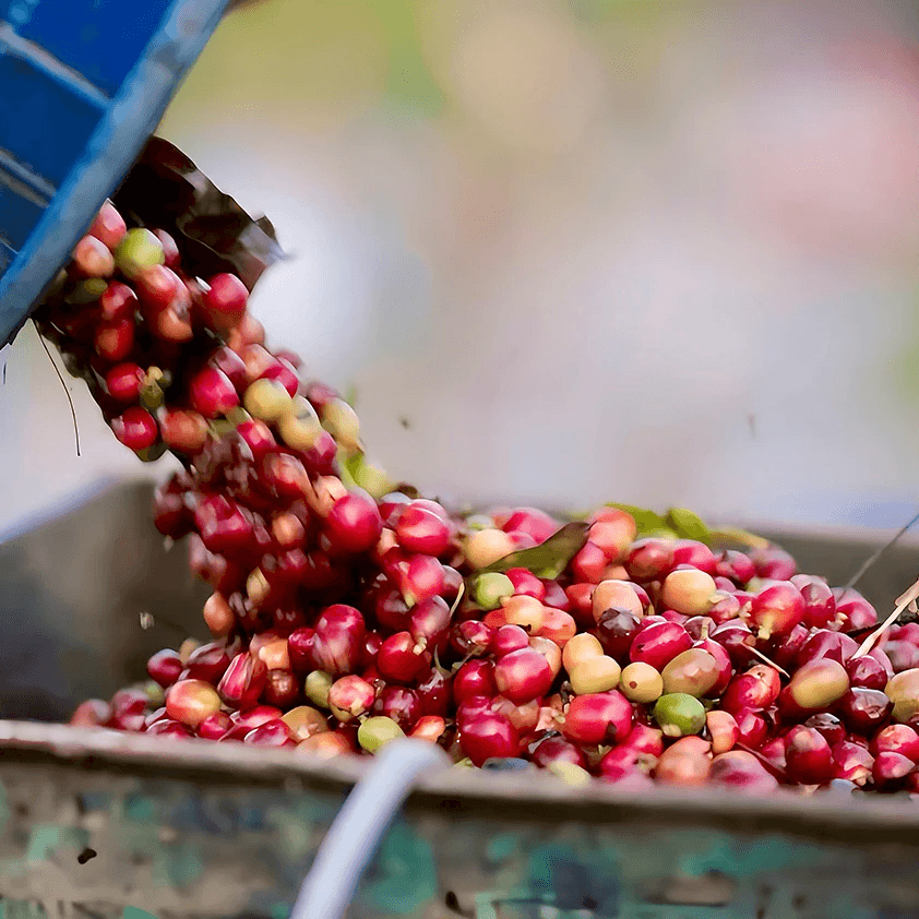Image of Blue Batak Gilling Basah Indonesia