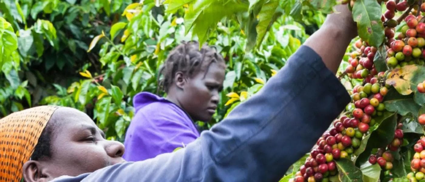 Image of Kenya Giakanja  Aa 2017 Harvest