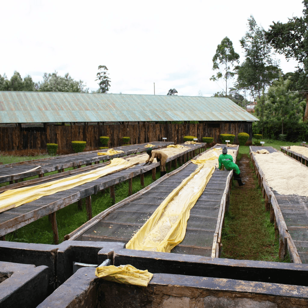 Image of AA Kaiguri - Mutheka Farmers Cooperative Nyeri
