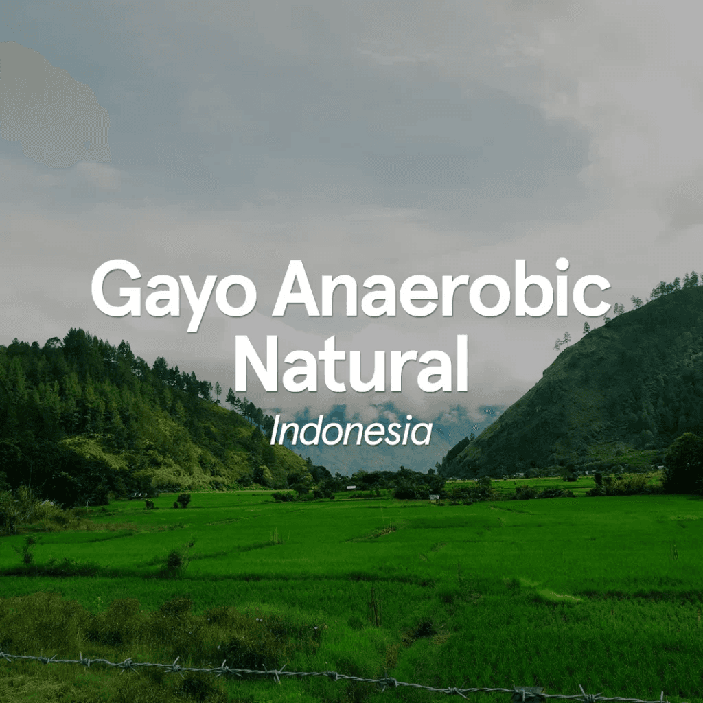 Image of Indonesia Sumatra Gayo Anaerobic Natural
