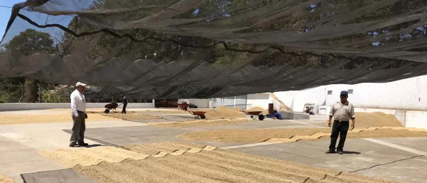 Image of Guatemala Guillermo Sanchez San Jose Ocaña Estate