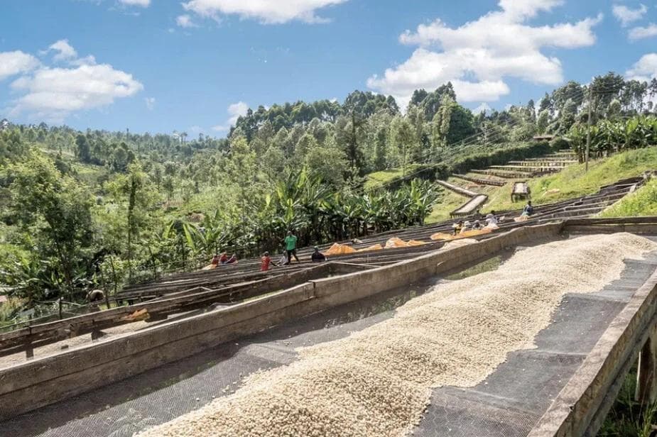 Image of Kenya Nyeri Hill Estate AA