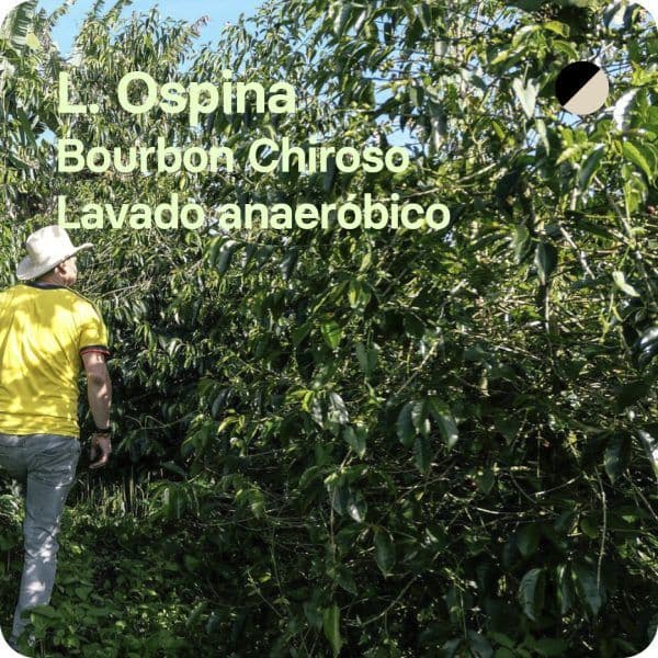 Image of L Ospina Colombia