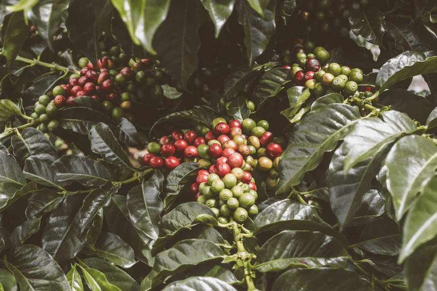 Image of Colombian coffee - El Obraje
