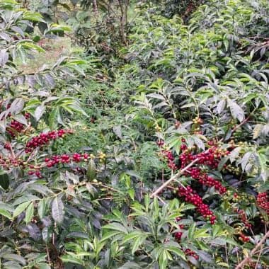 Image of Bekele Gemeda