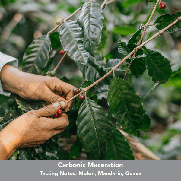 Image of Colombia Mikava Marsella