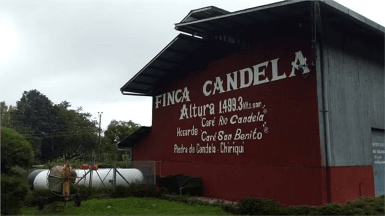 Image of Panama Finca Candela Gold