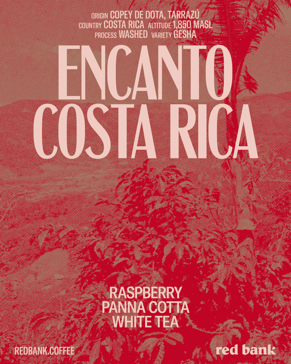 Image of Encanto Gesha