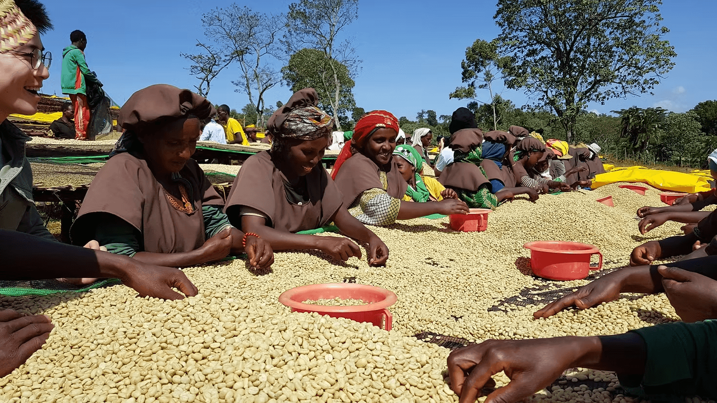 Image of Ethiopia Guji Mesina Honey