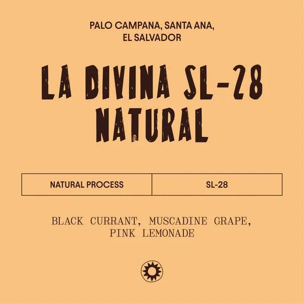 Image of El Salvador - La Divina Providencia SL-28 - Natural Process