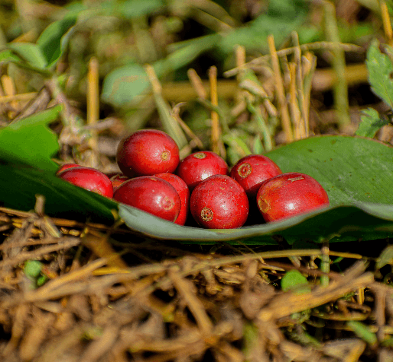 Image of Queen Charlotte