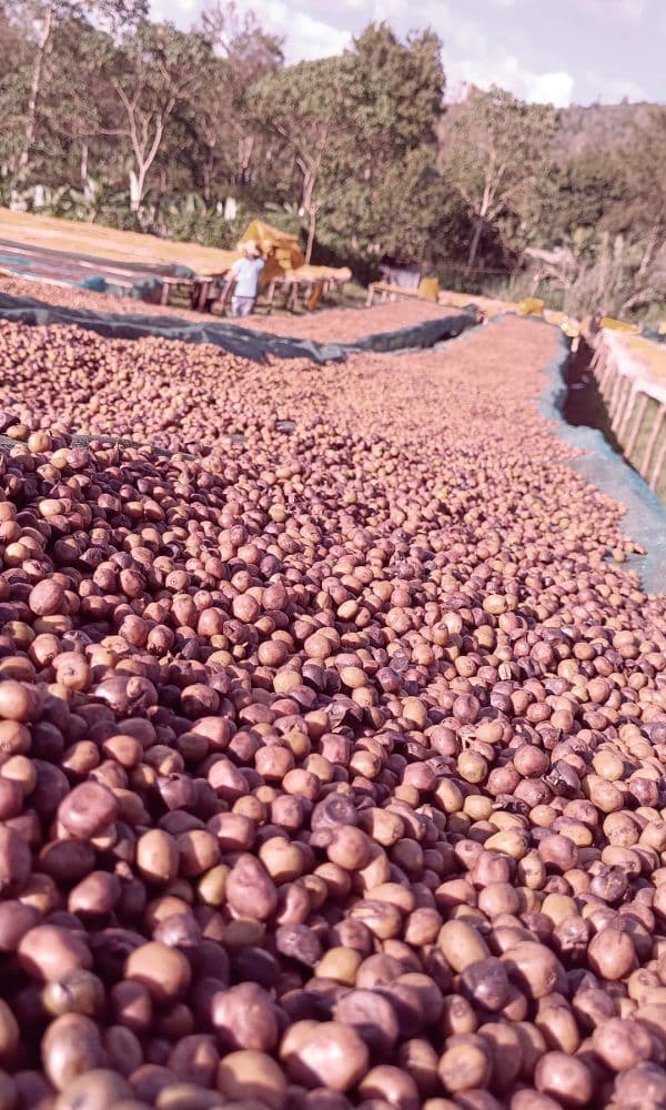 Image of Beloya Natural