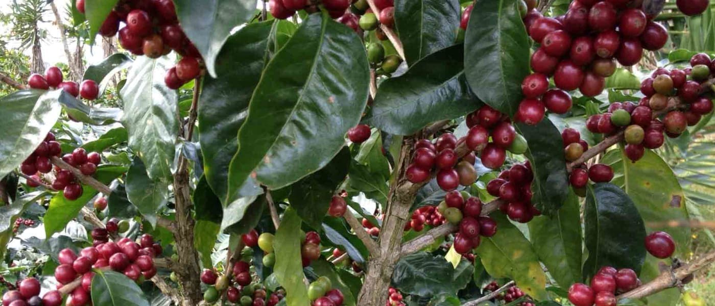 Image of Honduras Rafael Ramirez