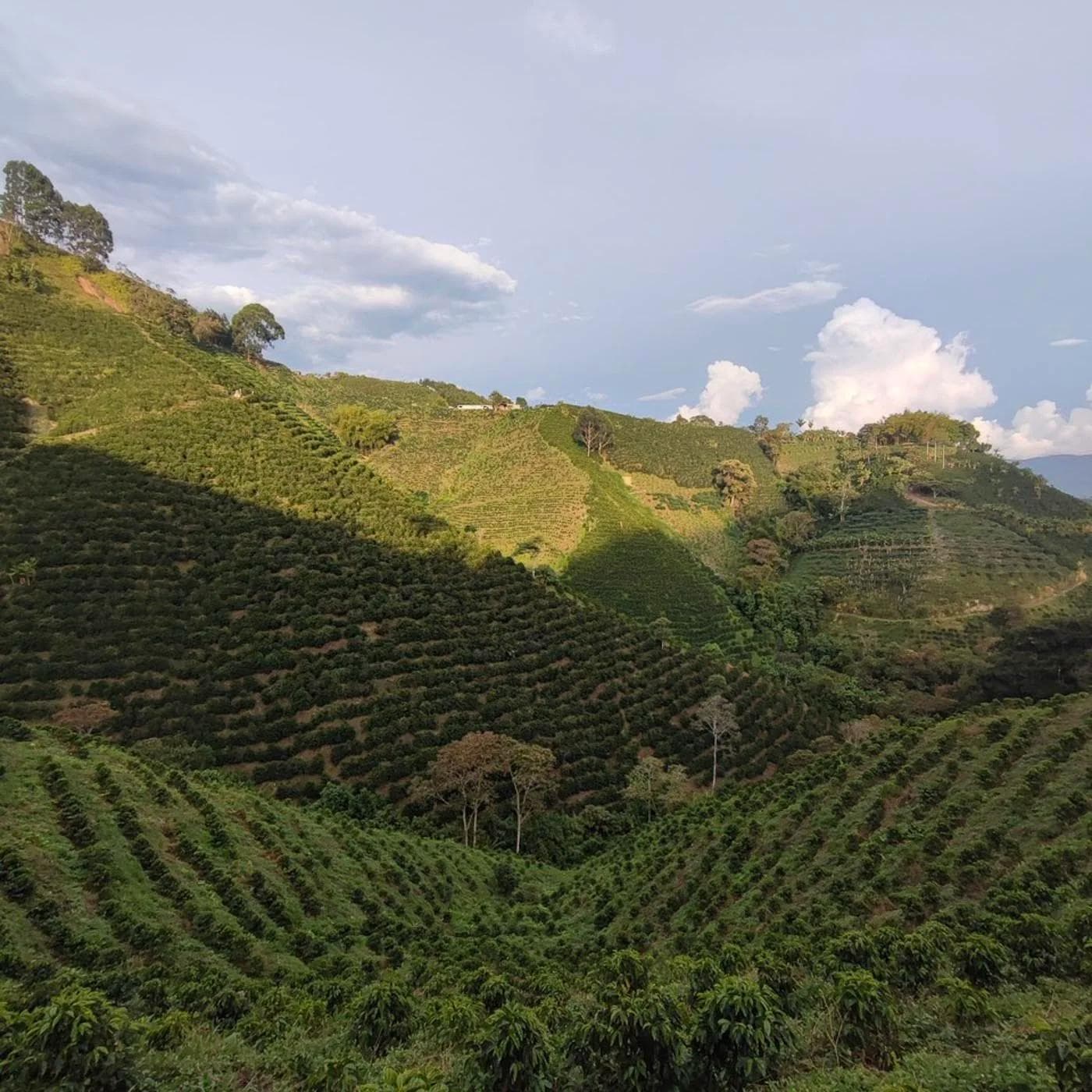 Image of Colombia Finca Las Flores