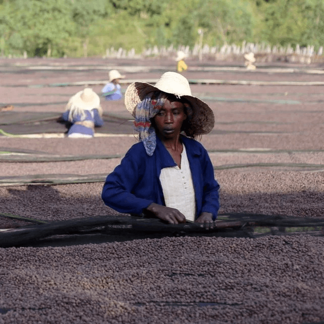 Image of Halo Beriti Natural - Lalesa Gedeb