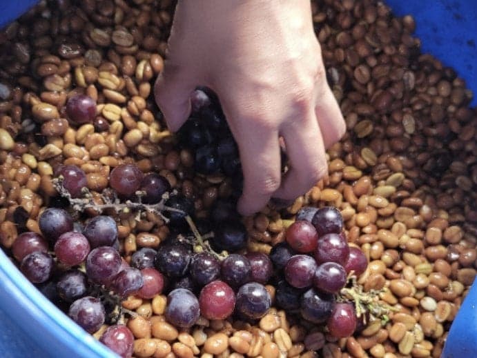 Image of Colombia Buenos Aires Castillo Grape Coferment Honey Process