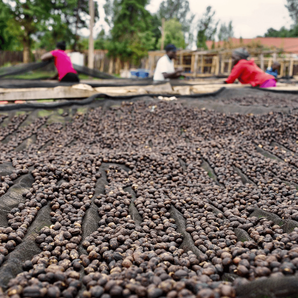 Image of Dison Kareng Anaerobic Natural - Kapchorwa