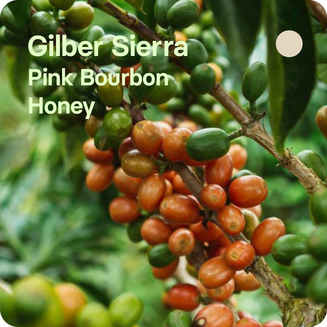 Image of Gilbert Sierra Colombia