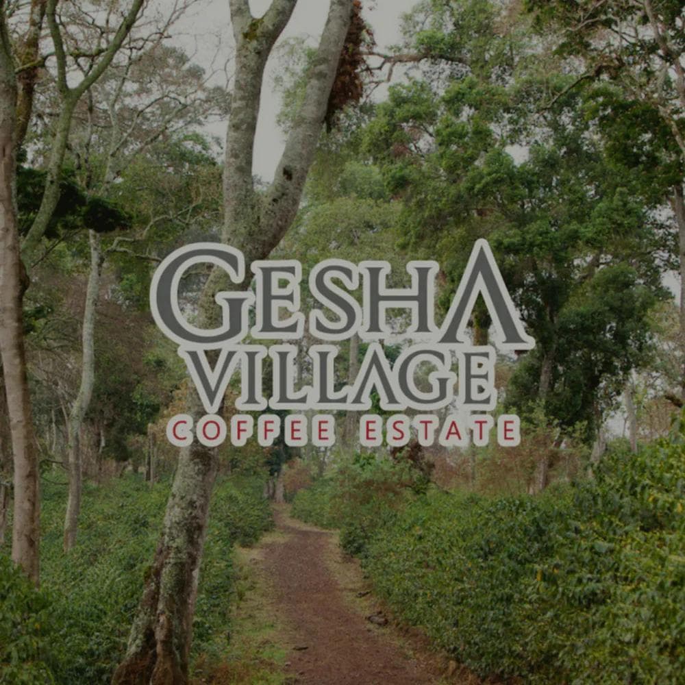 Image of Ethiopia - Gesha Village - Gori Gesha Lot 24 (Single Terroir Series)