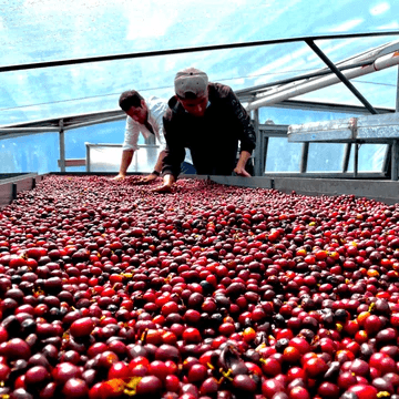 Image of Panama Finca Deborah Anthem Geisha