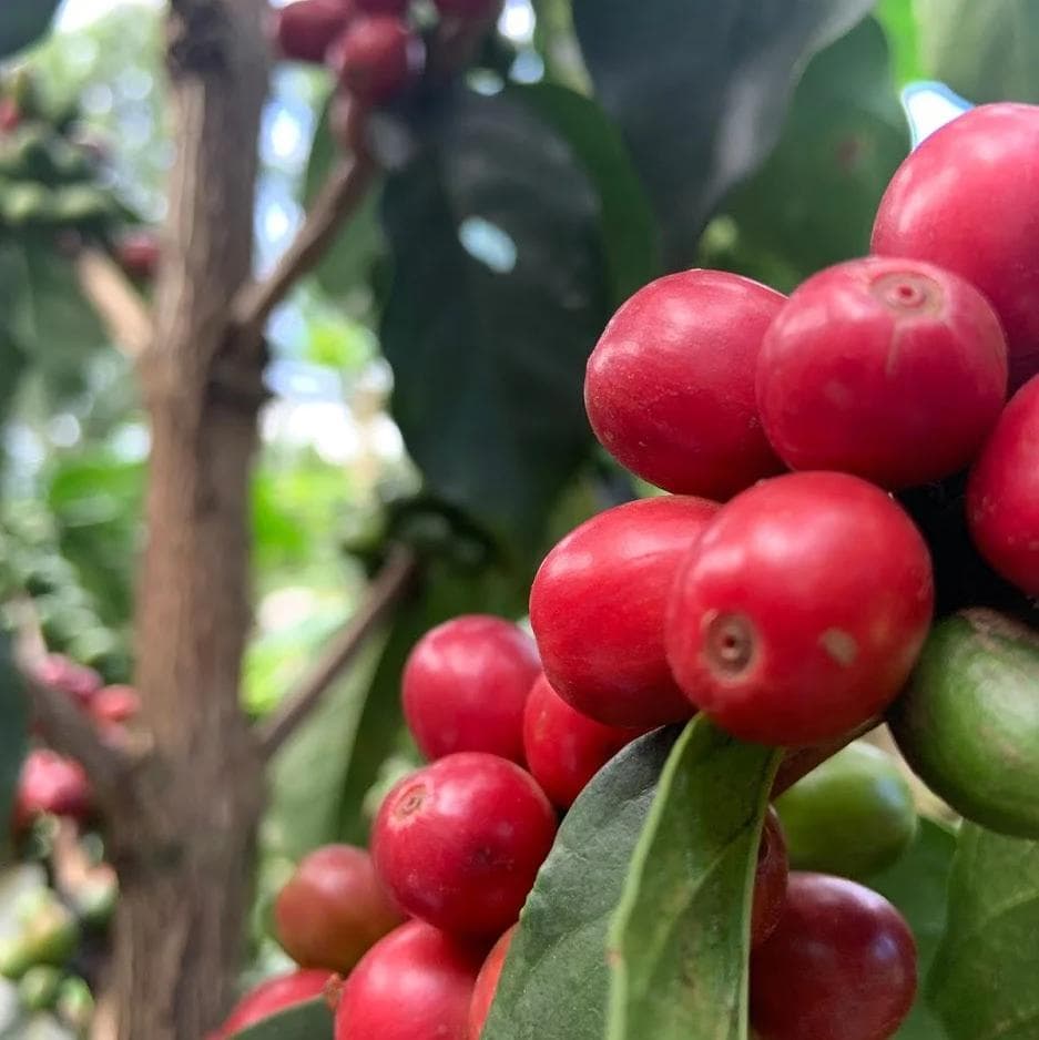 Image of Kiriani Estate AB - Washed - Kenya - 2024