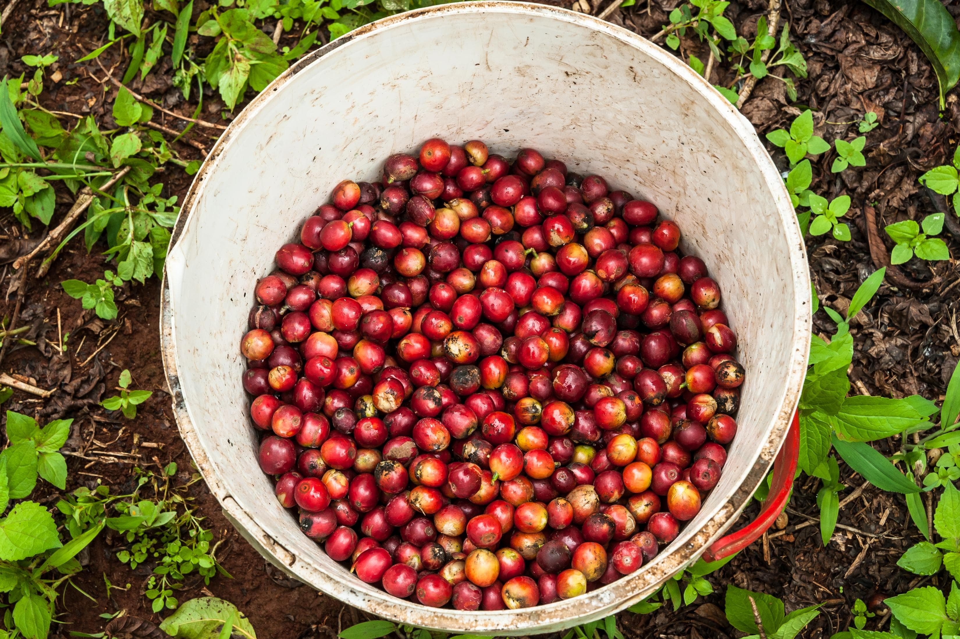 Image of Kenya Mugaya