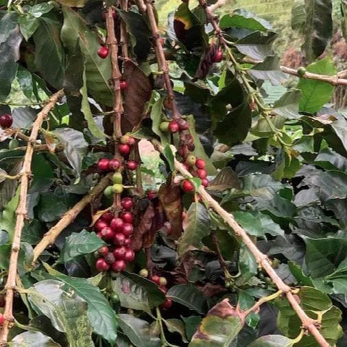 Image of Colombia Santa Marta