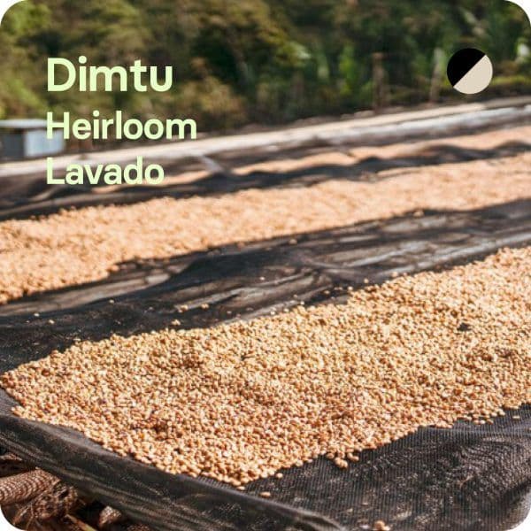 Image of Dimtu Etiopia