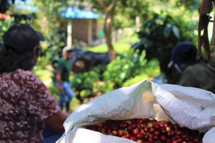 Image of Colombia Rainbow EA Decaf Natural