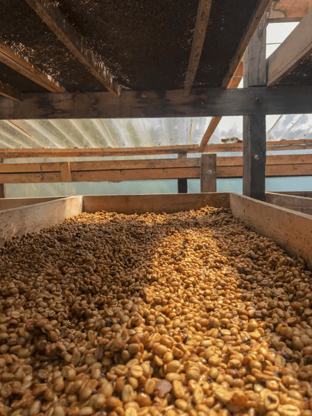 Image of Colombian Coffee - Aponte