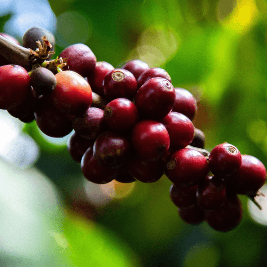 Image of Guatemala Lomas Altas